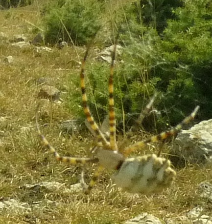 Argiope lobata